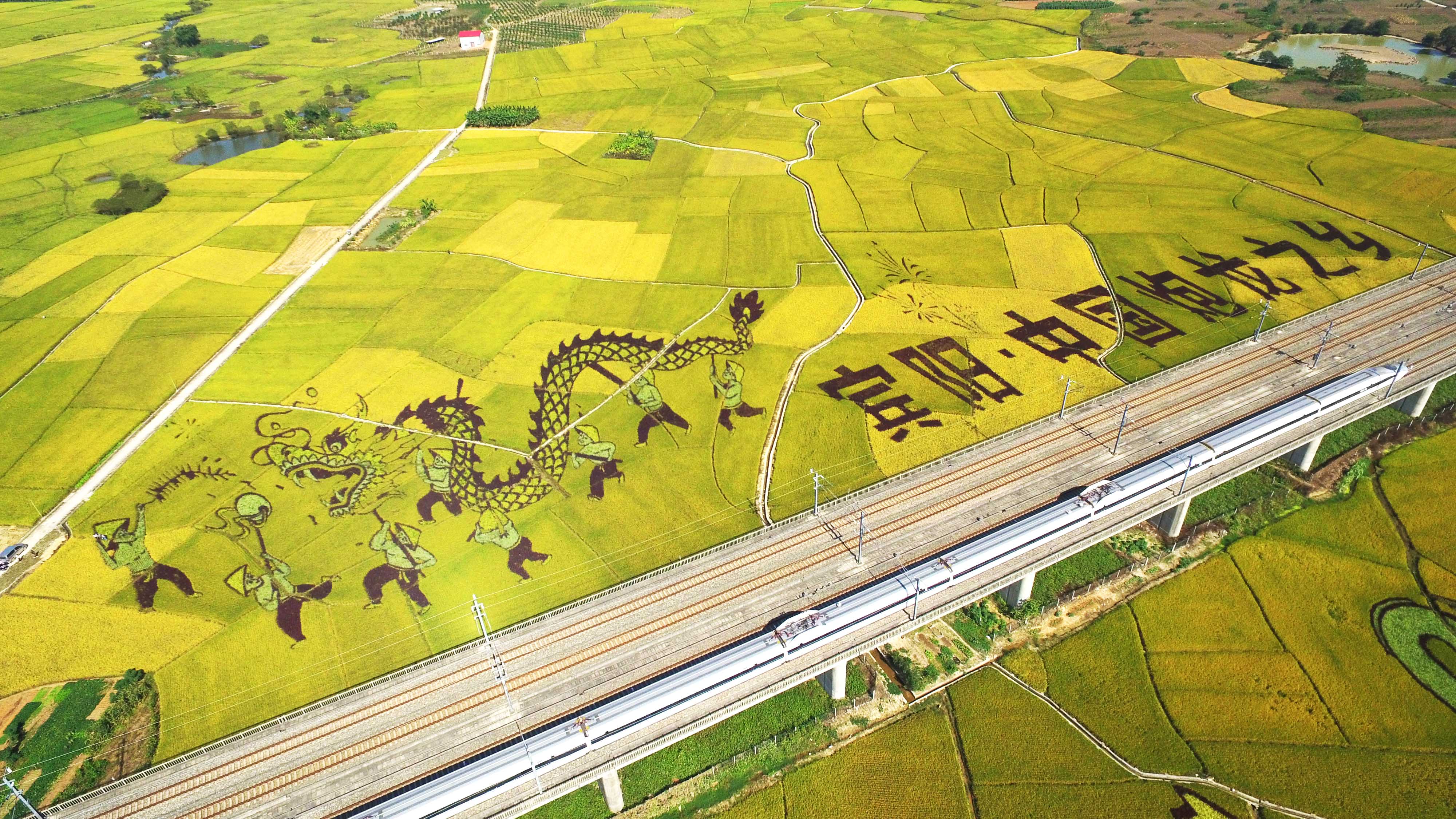 广西观复农业稻田画设计作品广西宾阳高铁沿线项目