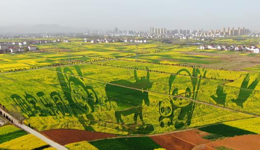 将童话种进现实稻田景观规划、稻田景区运营、彩色油菜花种植