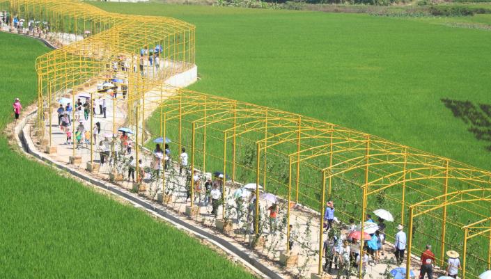 首届农民丰收节在宾阳县顺利开展