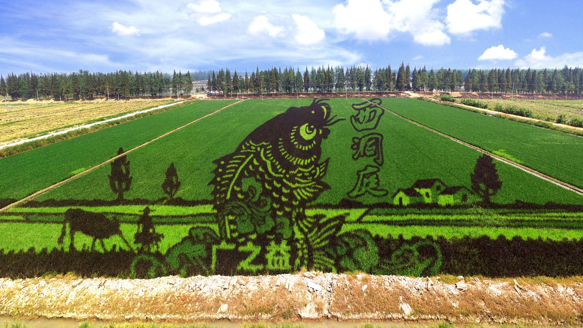 广西观复农业稻田画设计作品湖南西洞庭